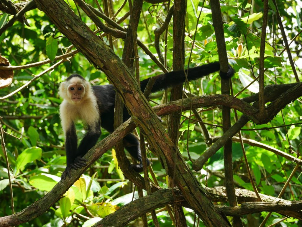 41_Weißgesicht-Affen im Cahuita Nationalpark