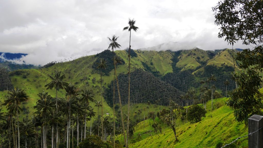 6_der Nationalbaum Kolumbiens, die höchste Palme der Welt - Quindio-Palme, bei Toche