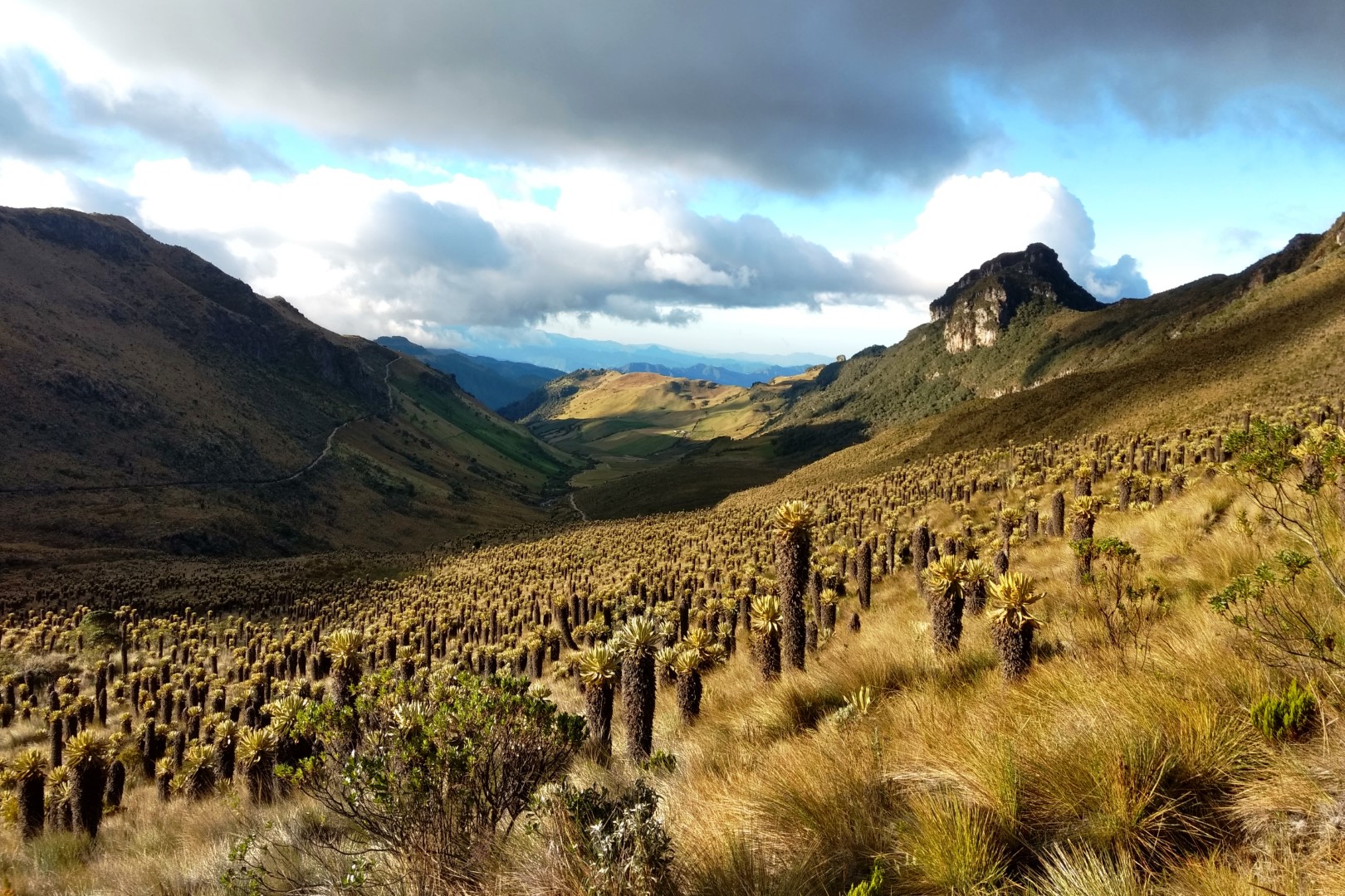 Hochebene im Los Nevados Nationalpark - Kolumbien